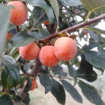 大量批发供应：吊红小珠柿