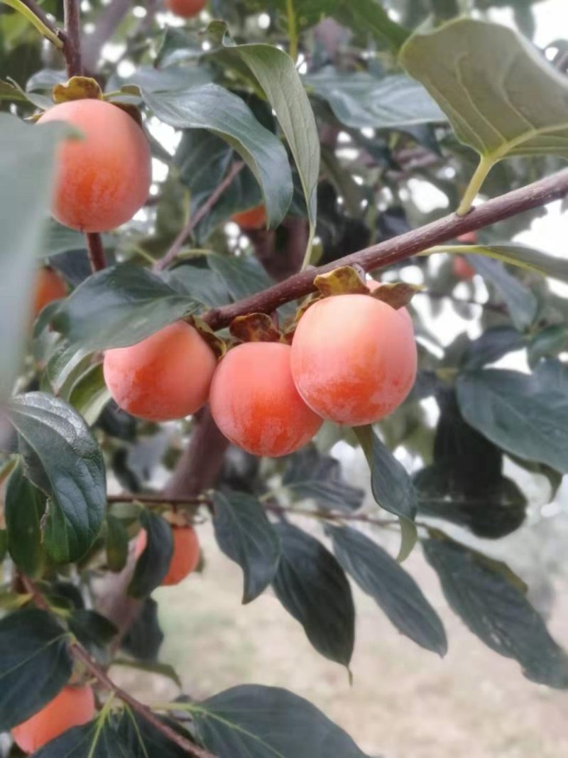 大量批发供应：吊红小珠柿