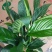 白掌一帆风顺盆栽室内花卉绿植净化空气吸甲醛可水培