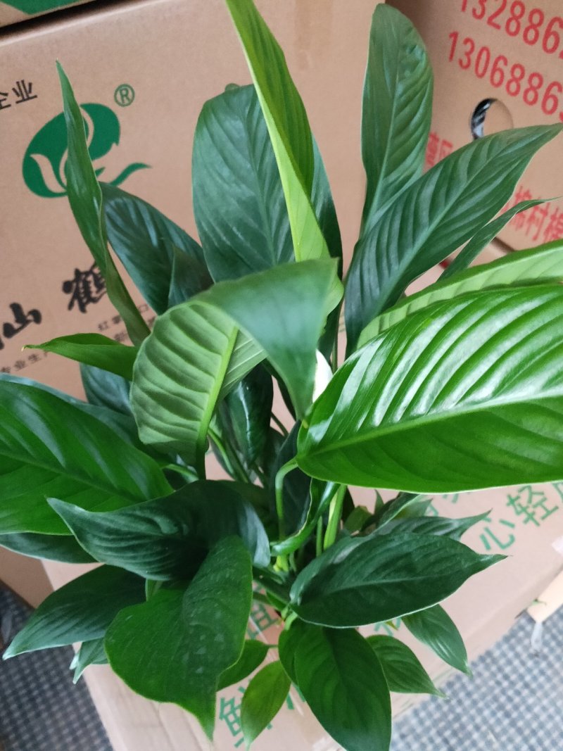 白掌一帆风顺盆栽室内花卉绿植净化空气吸甲醛可水培
