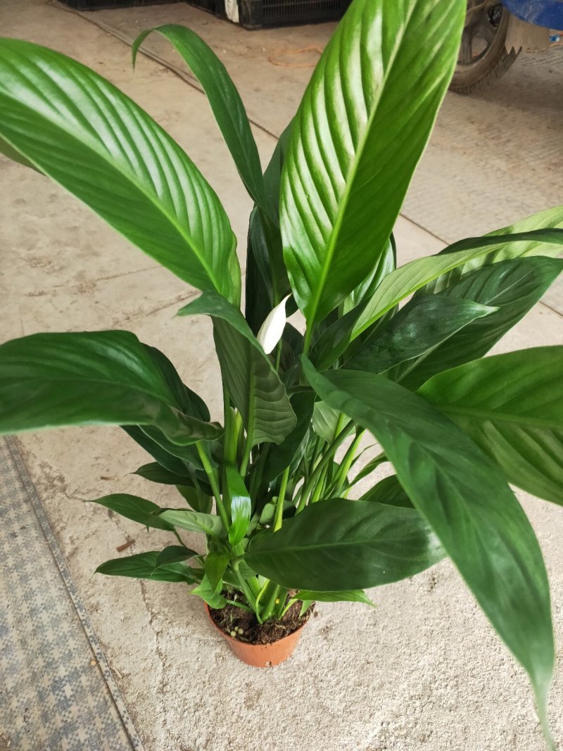 白掌一帆风顺盆栽室内花卉绿植净化空气吸甲醛可水培