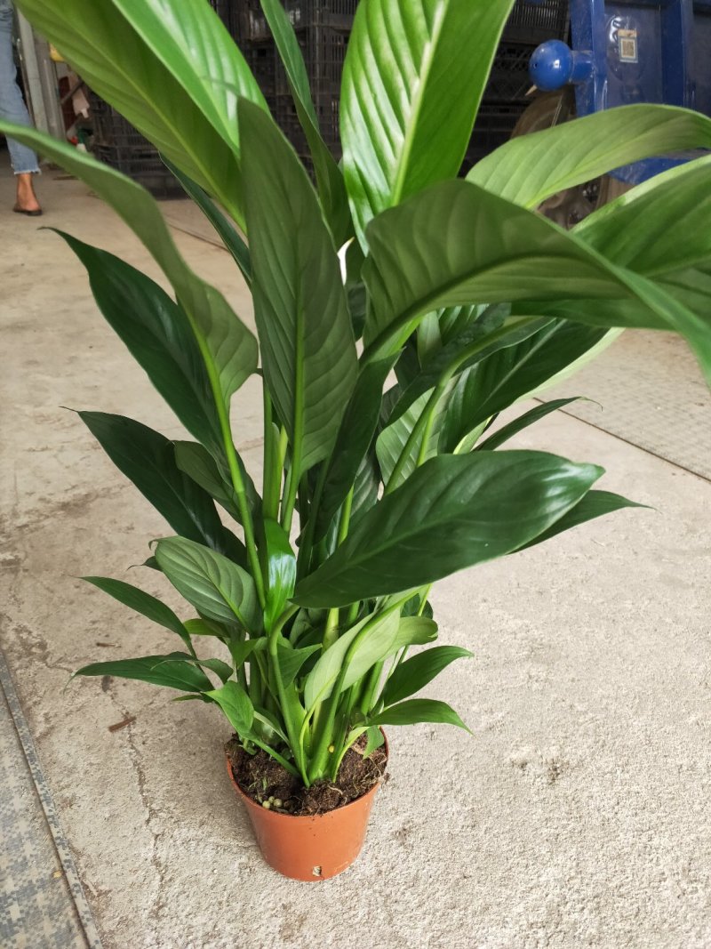 白掌一帆风顺盆栽室内花卉绿植净化空气吸甲醛可水培