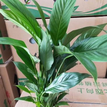 白掌一帆风顺盆栽室内花卉绿植净化空气吸甲醛可水培