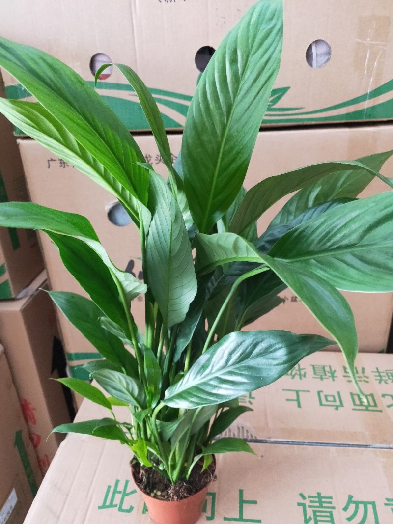 白掌一帆风顺盆栽室内花卉绿植净化空气吸甲醛可水培