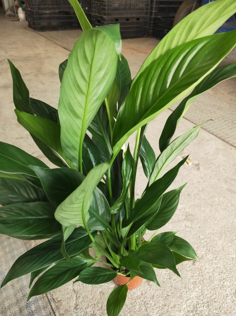 白掌一帆风顺盆栽室内花卉绿植净化空气吸甲醛可水培