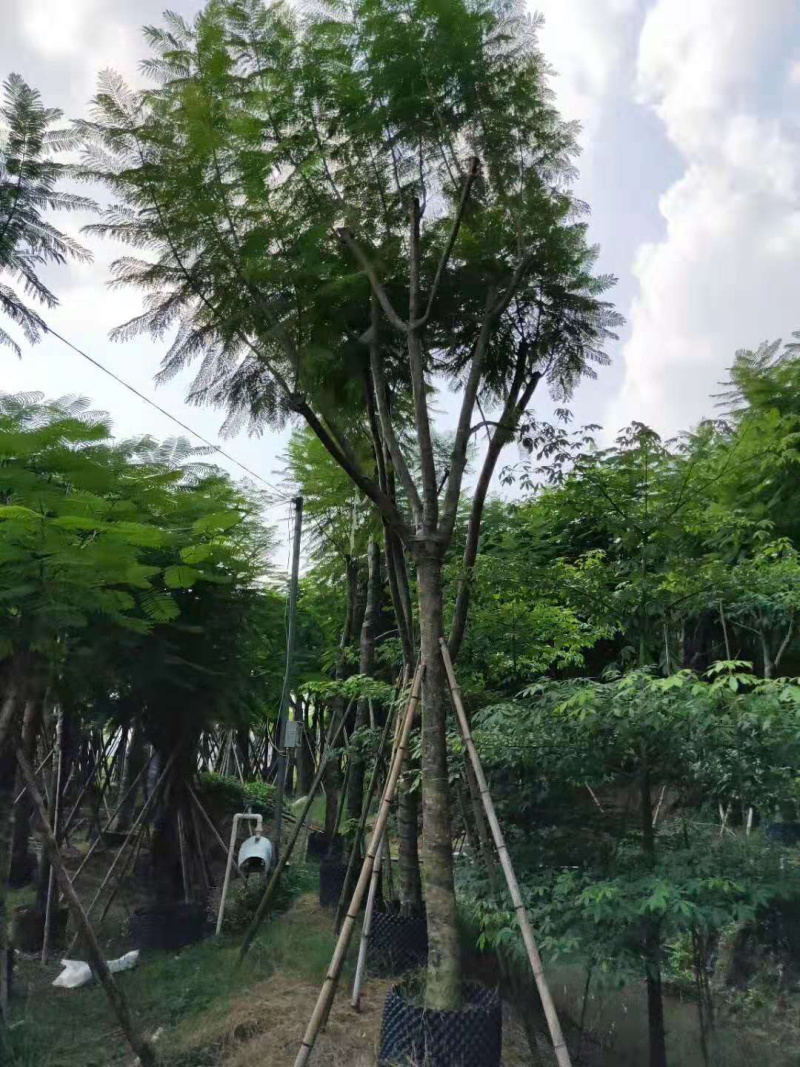 蓝花楹