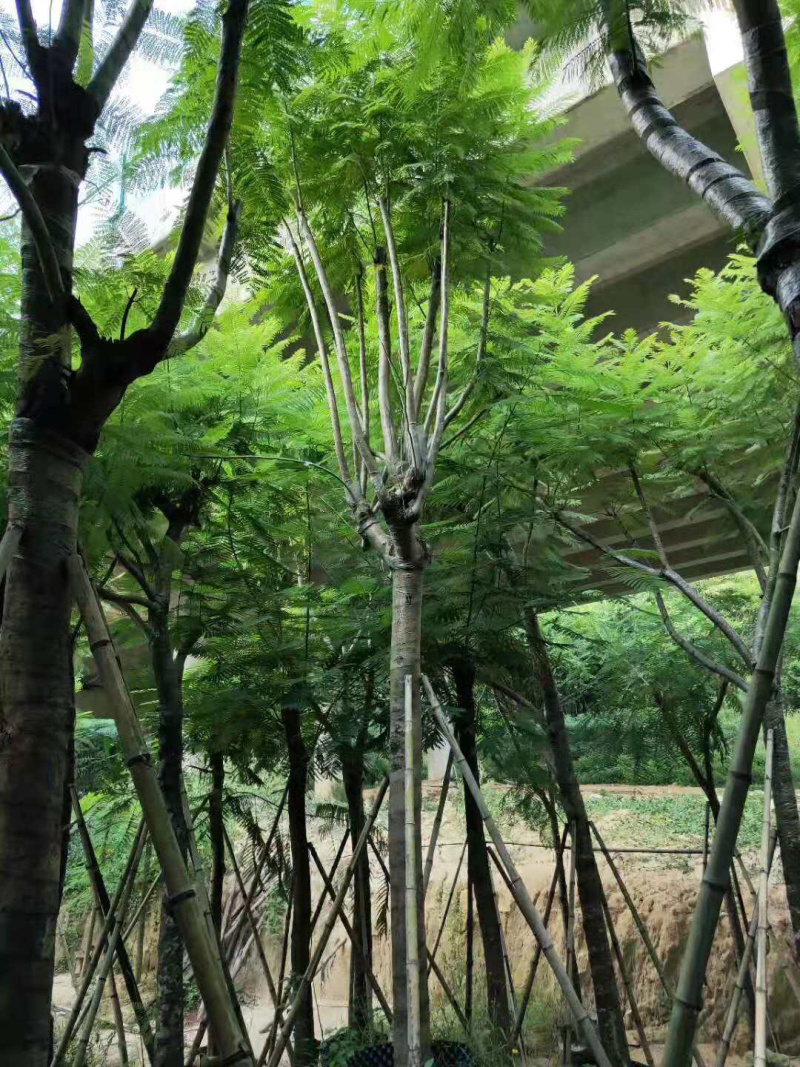 蓝花楹