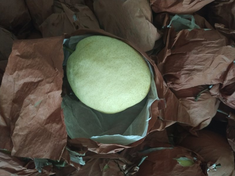陕西富平酥梨纸袋梨非砀山梨精选5斤10斤装包邮不满意就退