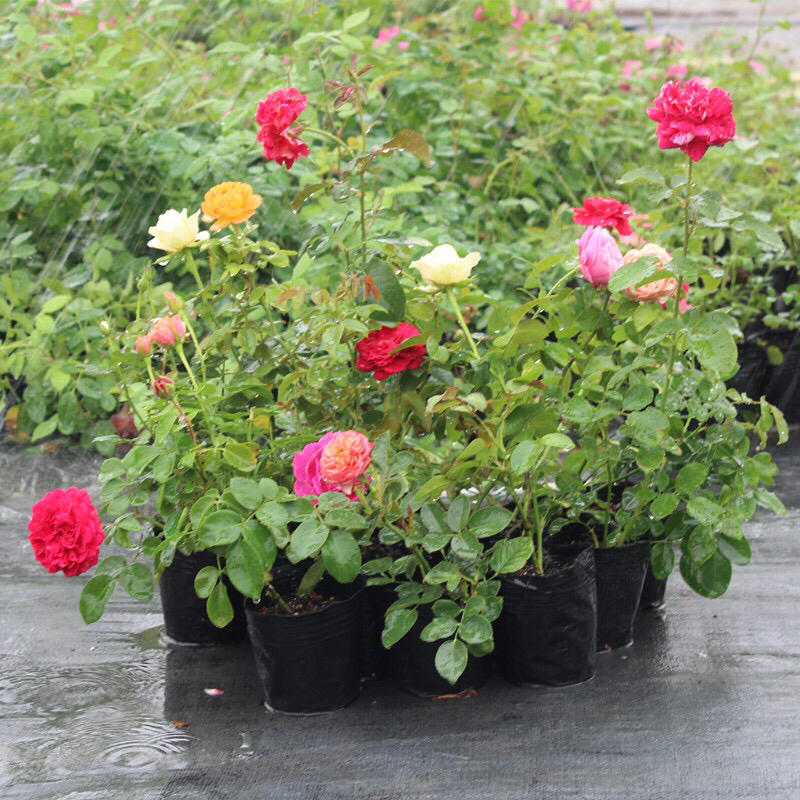 玫瑰花（红，黄，蓝，紫，白，粉，绿）耐寒南北方种植易活
