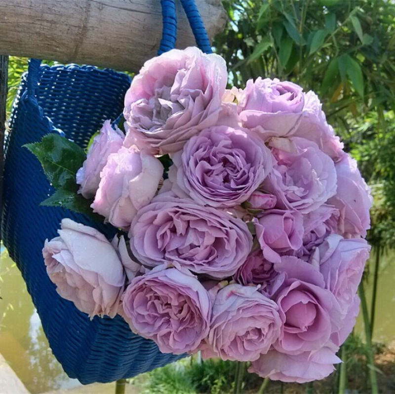 蓝色风暴月季带花蓝紫色灌木切花小苗地栽盆栽植物室内好养