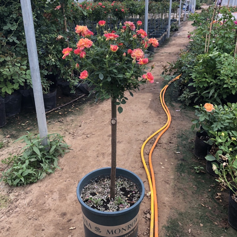 棒棒糖树桩月季树状月季老桩月季花苗