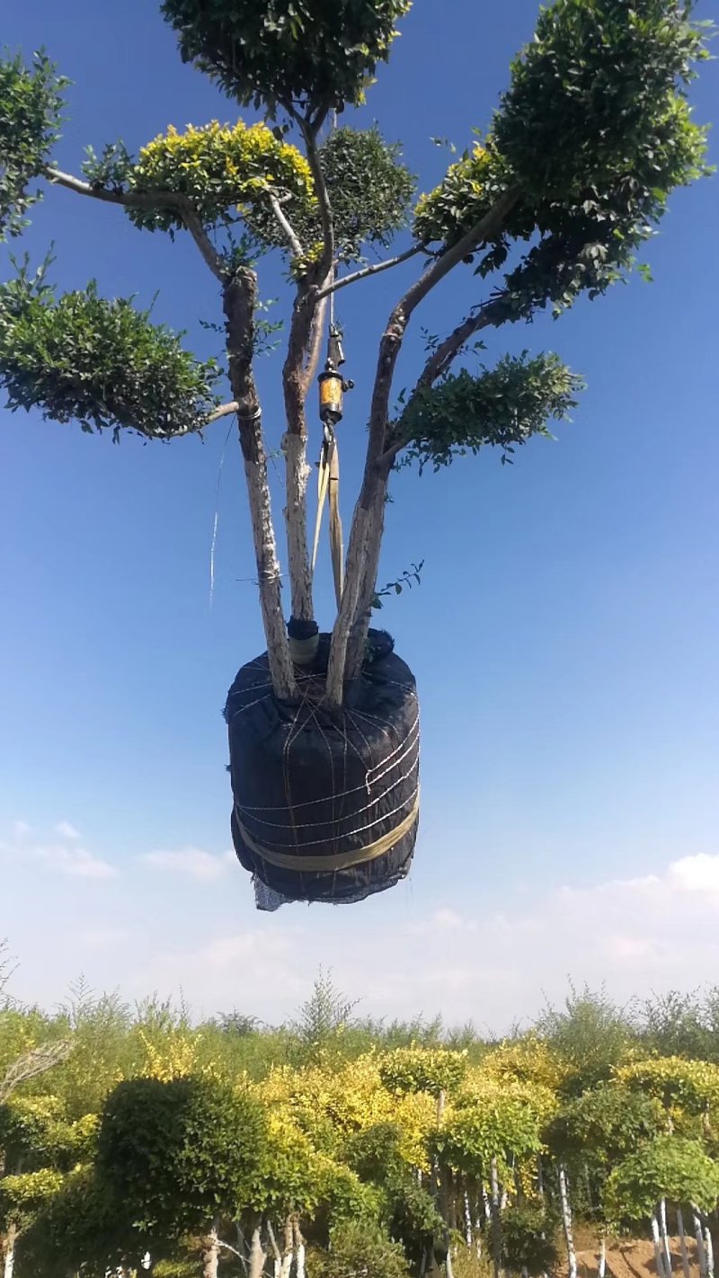 造型金叶榆