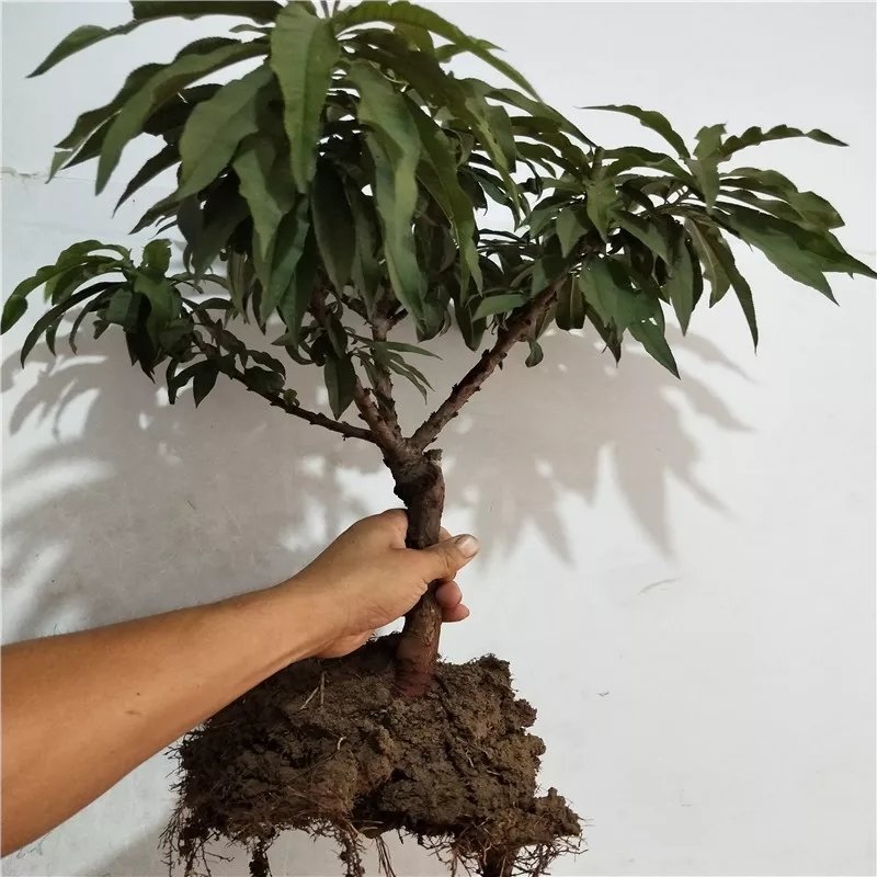 寿桃树苗寿星桃树苗桃梅花中华寿桃苗自家种植自家种植寿星