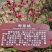 寿桃树苗寿星桃树苗桃梅花中华寿桃苗自家种植自家种植寿星