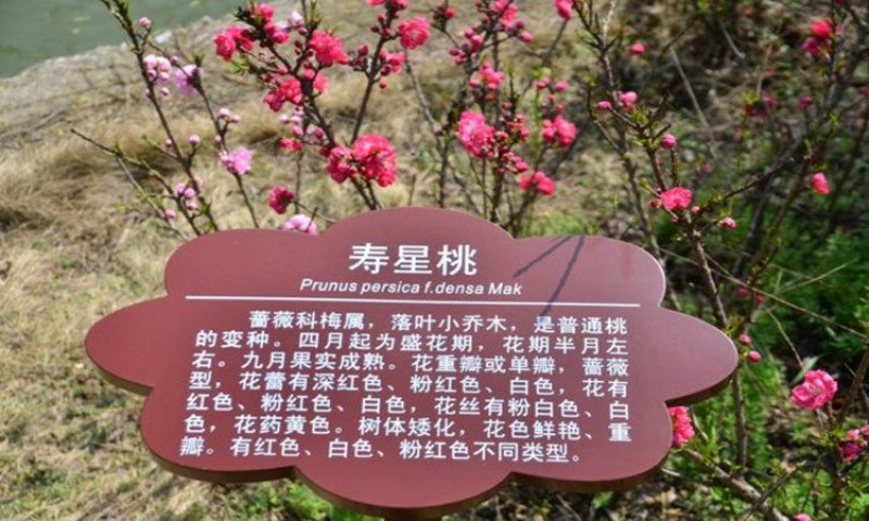 寿桃树苗寿星桃树苗桃梅花中华寿桃苗自家种植自家种植寿星