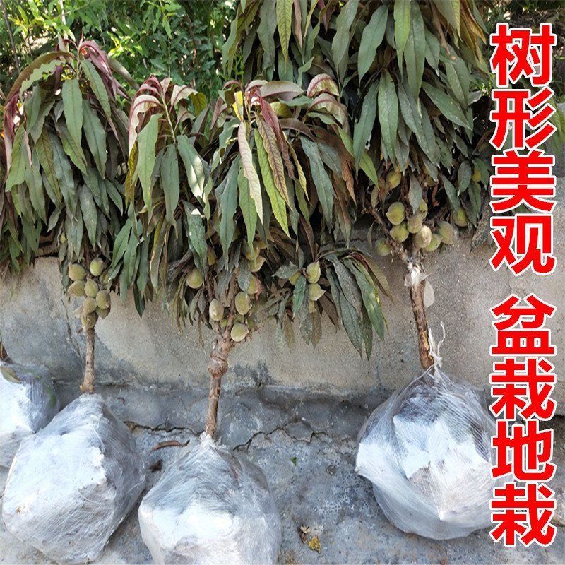 寿桃树苗寿星桃树苗桃梅花中华寿桃苗自家种植自家种植寿星