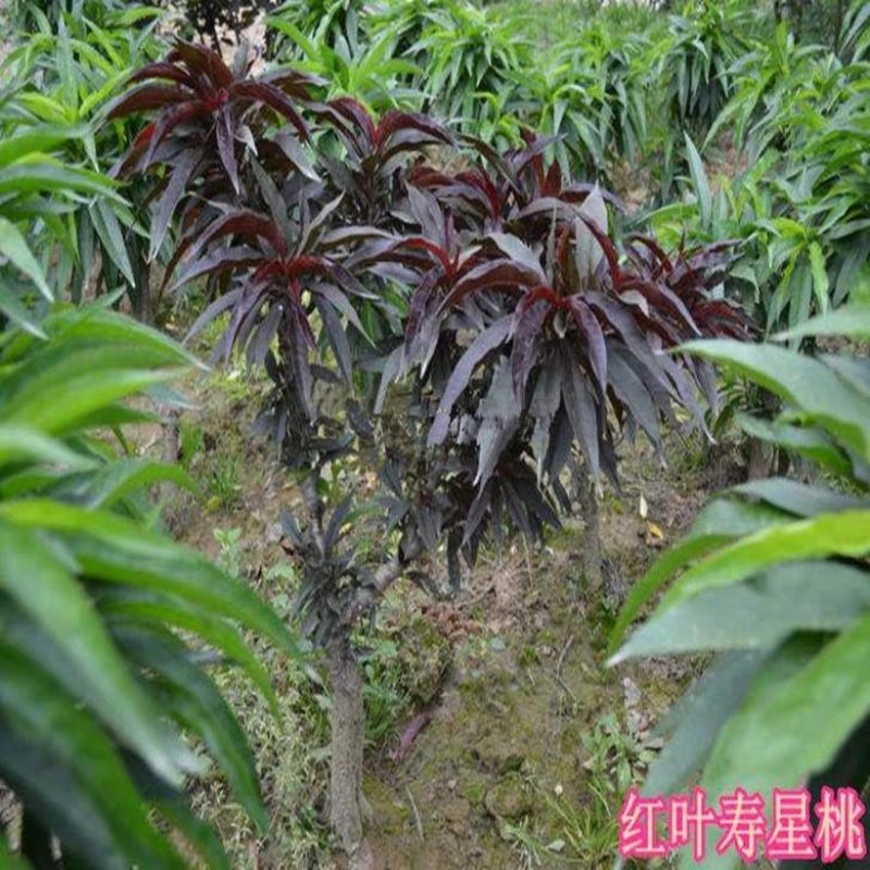 寿桃树苗寿星桃树苗桃梅花中华寿桃苗自家种植自家种植寿星