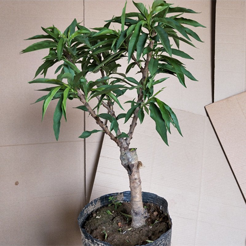 寿桃树苗寿星桃树苗桃梅花中华寿桃苗自家种植自家种植寿星