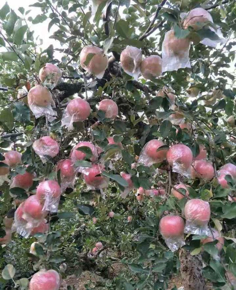 红富士苹果【纸袋膜袋纸加膜】规格全常年供/全国发货