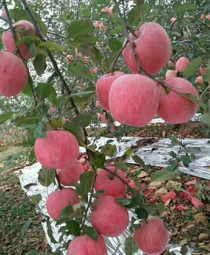 红富士苹果【纸袋膜袋纸加膜】规格全常年供/全国发货