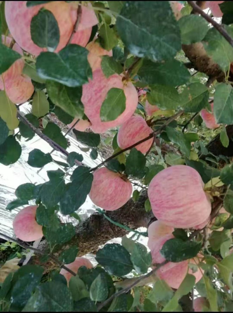 红富士苹果【纸袋膜袋纸加膜】规格全常年供/全国发货