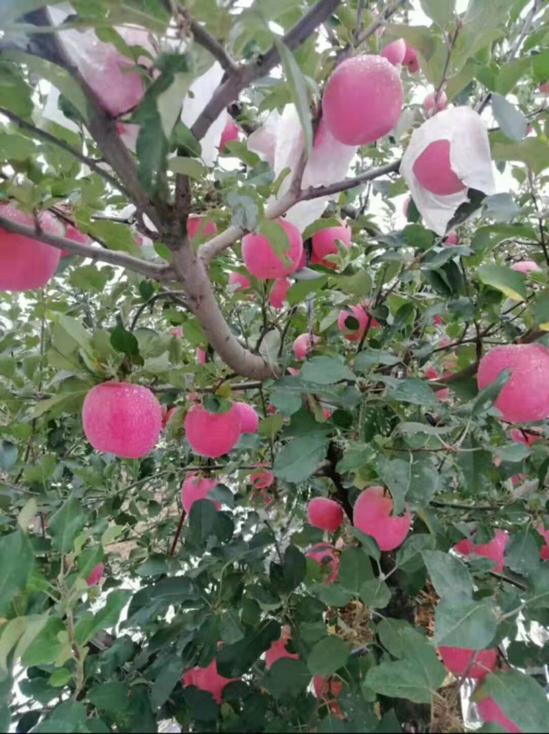 红富士苹果【纸袋膜袋纸加膜】规格全常年供/全国发货