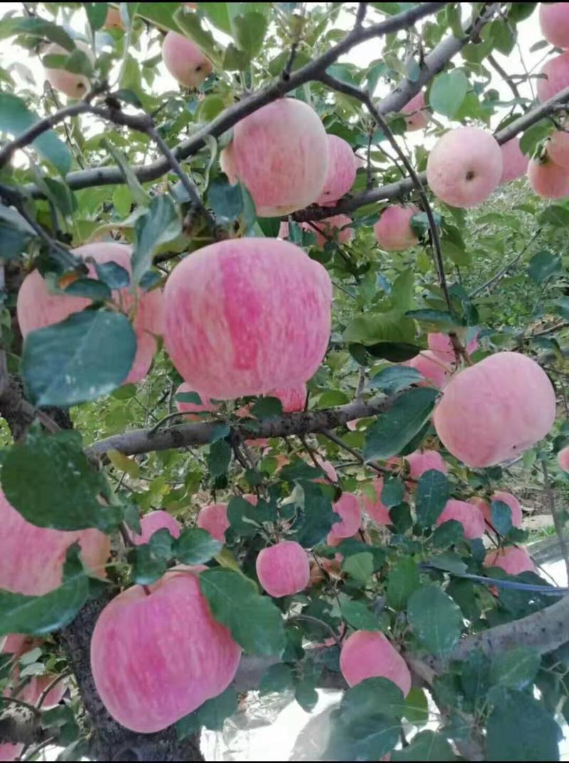 山东红富士苹果产地批发货源充足质量保证质量全国发货