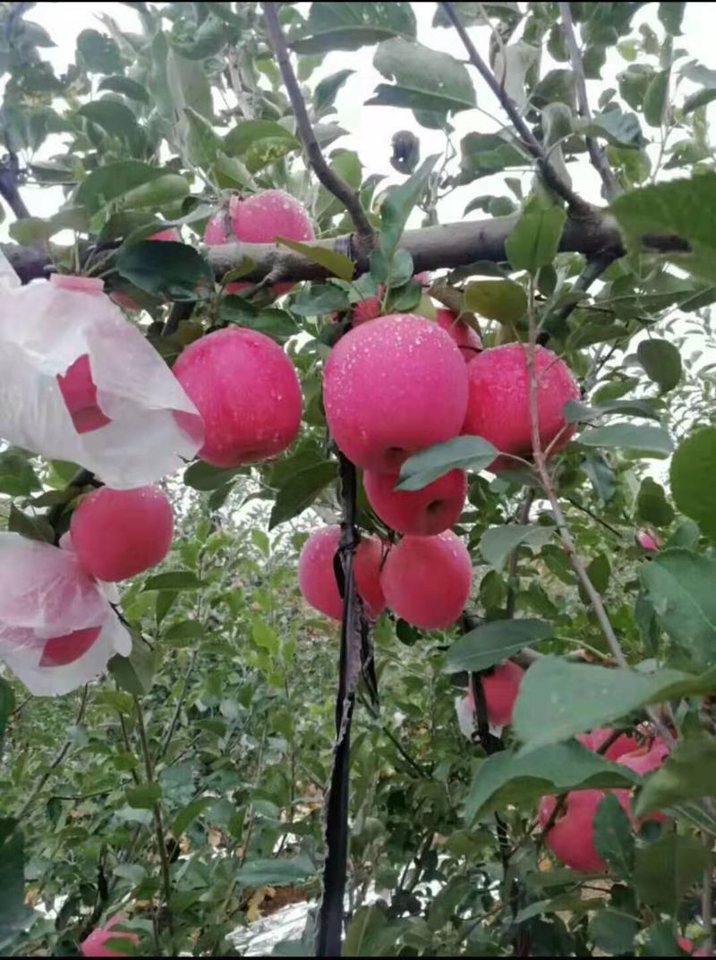 山东红富士苹果产地批发货源充足质量保证质量全国发货