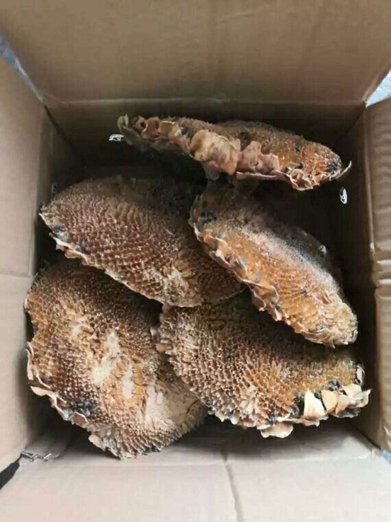 葵花盘产地直供支持线上交易可搭配多品种采购大货联系