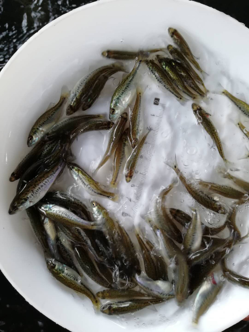 【精选】加洲鲈鱼苗