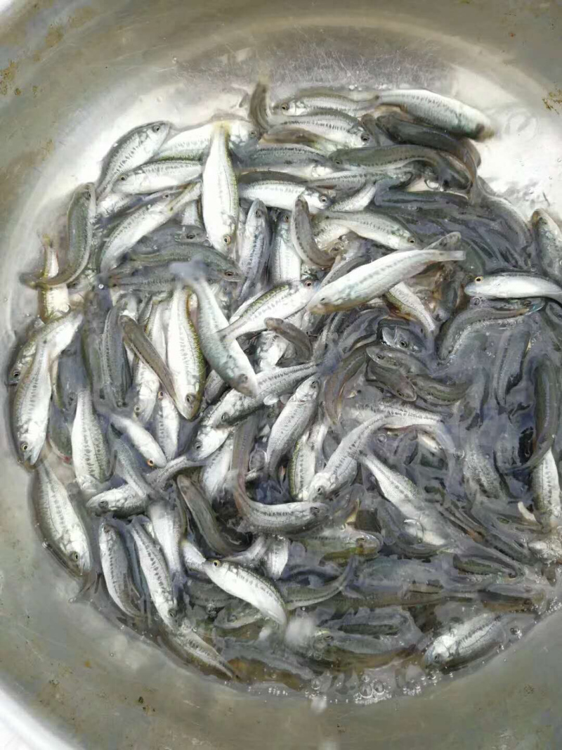 【精选】加洲鲈鱼苗
