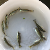 【精选】加洲鲈鱼苗