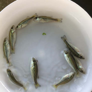 【精选】加洲鲈鱼苗