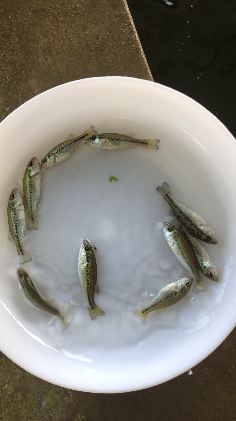 【精选】加洲鲈鱼苗
