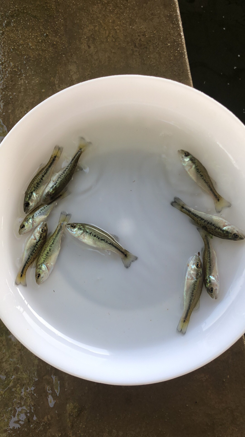 【精选】加洲鲈鱼苗