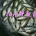 【精选】加洲鲈鱼苗