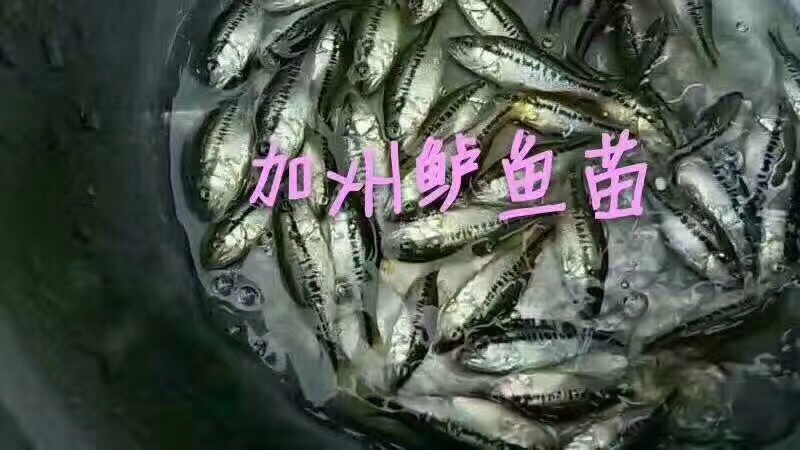 【精选】加洲鲈鱼苗