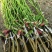 四季果桑苗当年挂果/24小时内发包技术指导/死苗断苗补发
