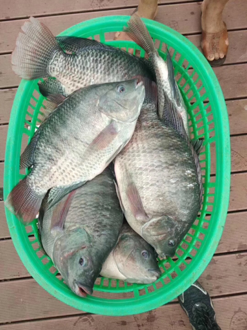 罗非鱼苗