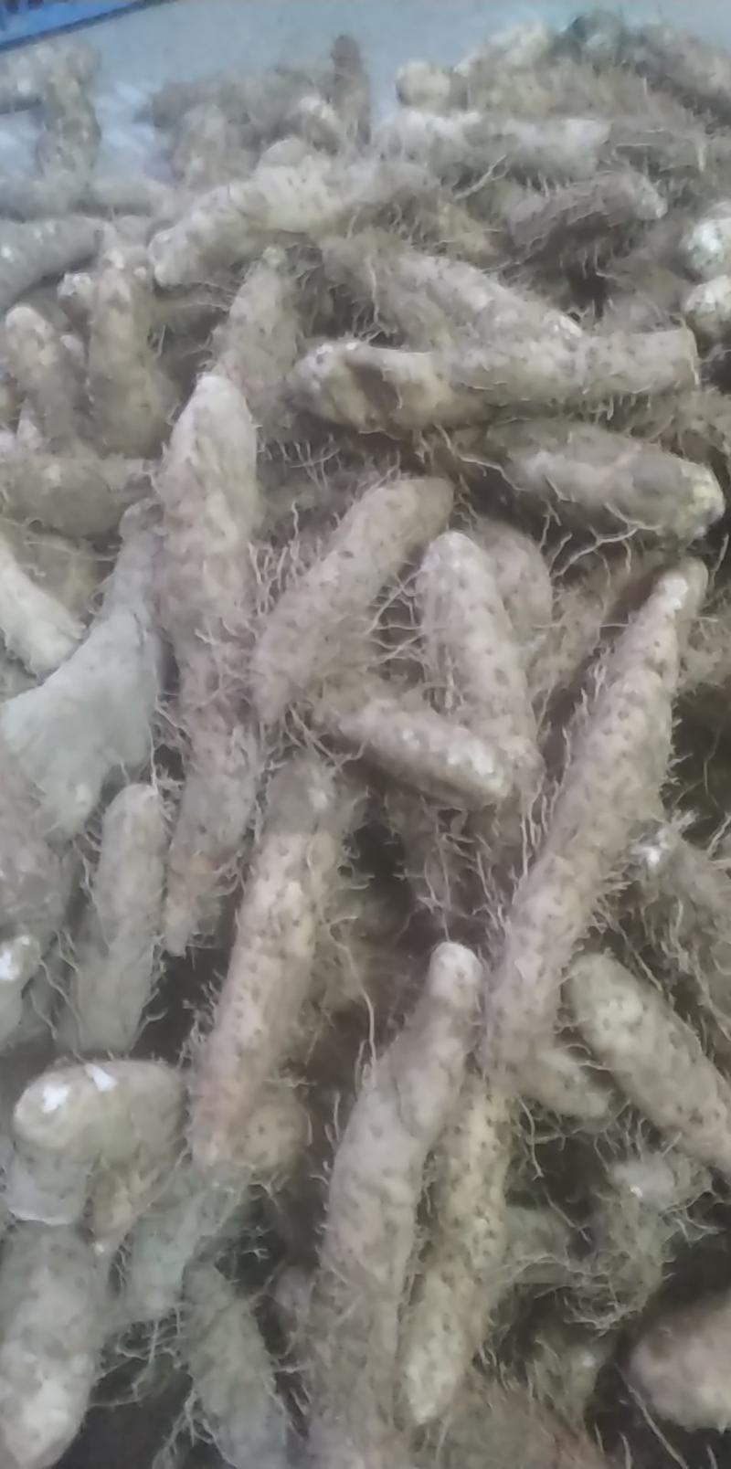 潮汕大溪姜薯揭西特产八月半开始