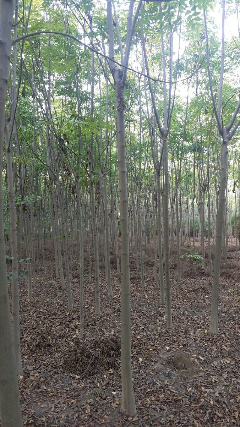 法桐树苗法桐法国梧桐梧桐树法桐树法桐小苗梧桐