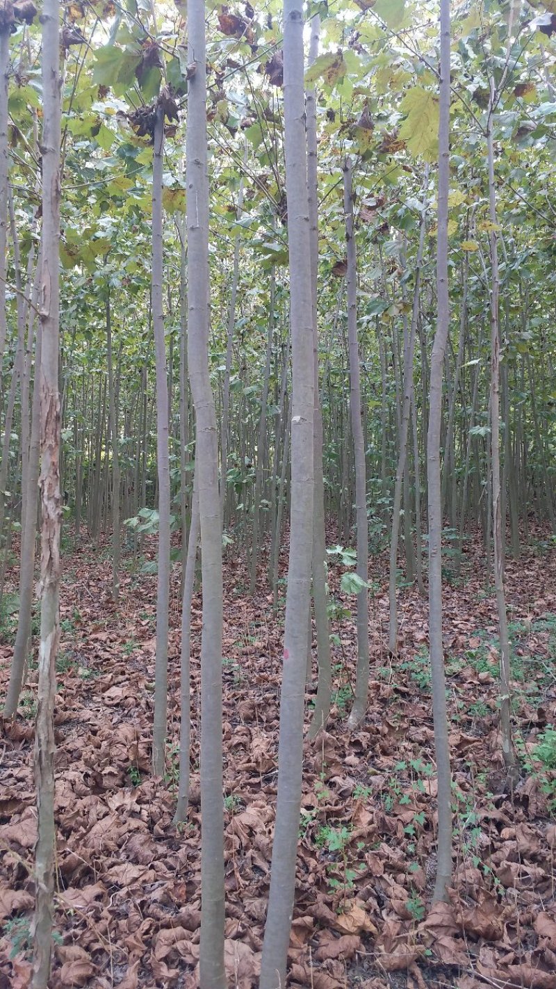 法桐树苗法桐法国梧桐梧桐树法桐树法桐小苗梧桐