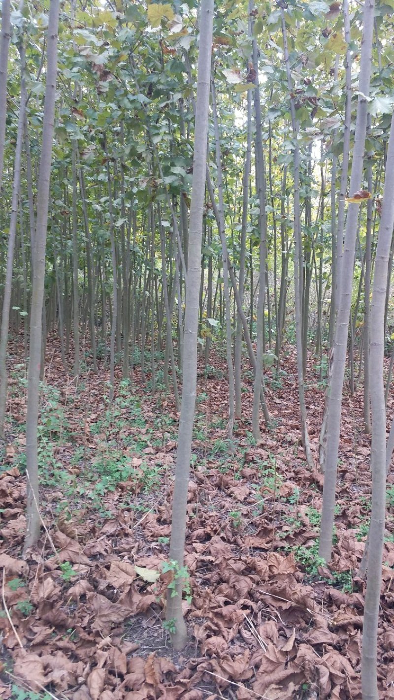 法桐树苗法桐法国梧桐梧桐树法桐树法桐小苗梧桐
