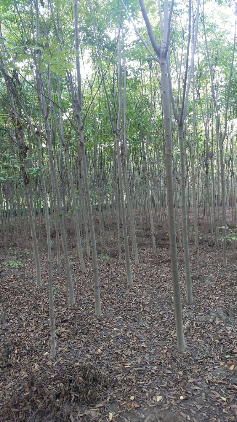 法桐树苗法桐法国梧桐梧桐树法桐树法桐小苗梧桐