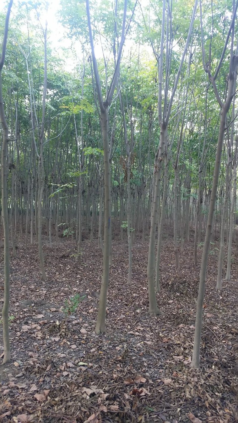 法桐树苗法桐法国梧桐梧桐树法桐树法桐小苗梧桐