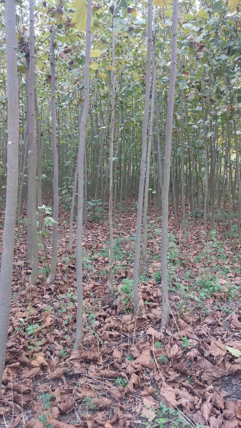 法桐树苗法桐法国梧桐梧桐树法桐树法桐小苗梧桐