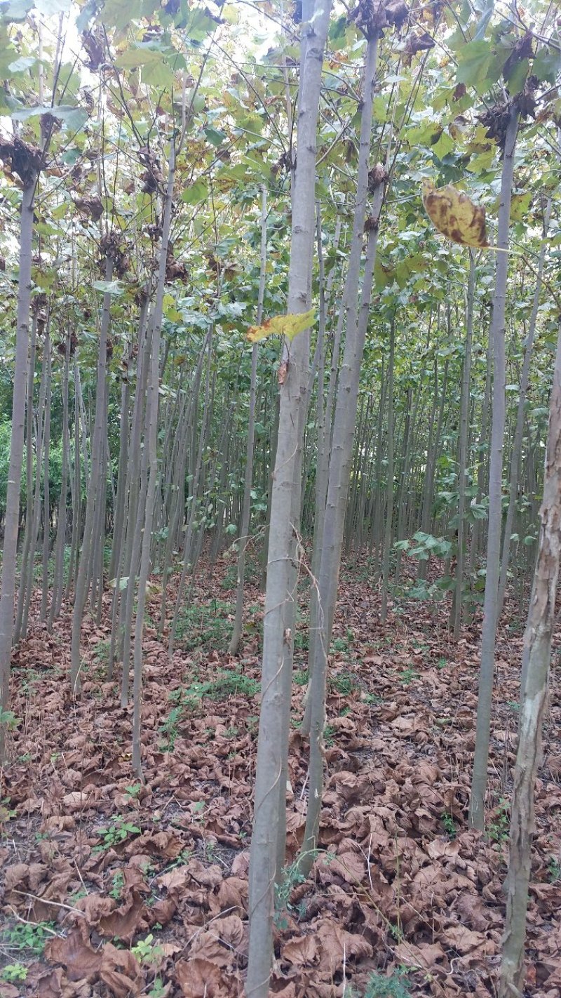 法桐树苗法桐法国梧桐梧桐树法桐树法桐小苗梧桐