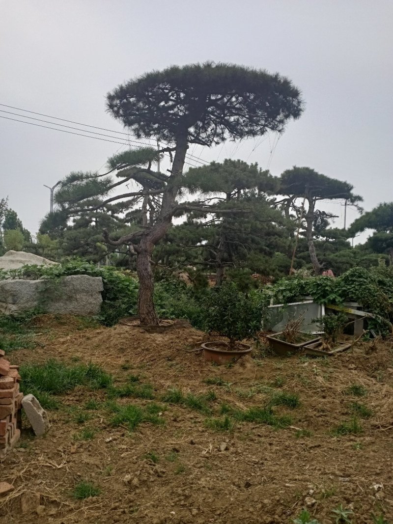 造型松（黑松.油松）