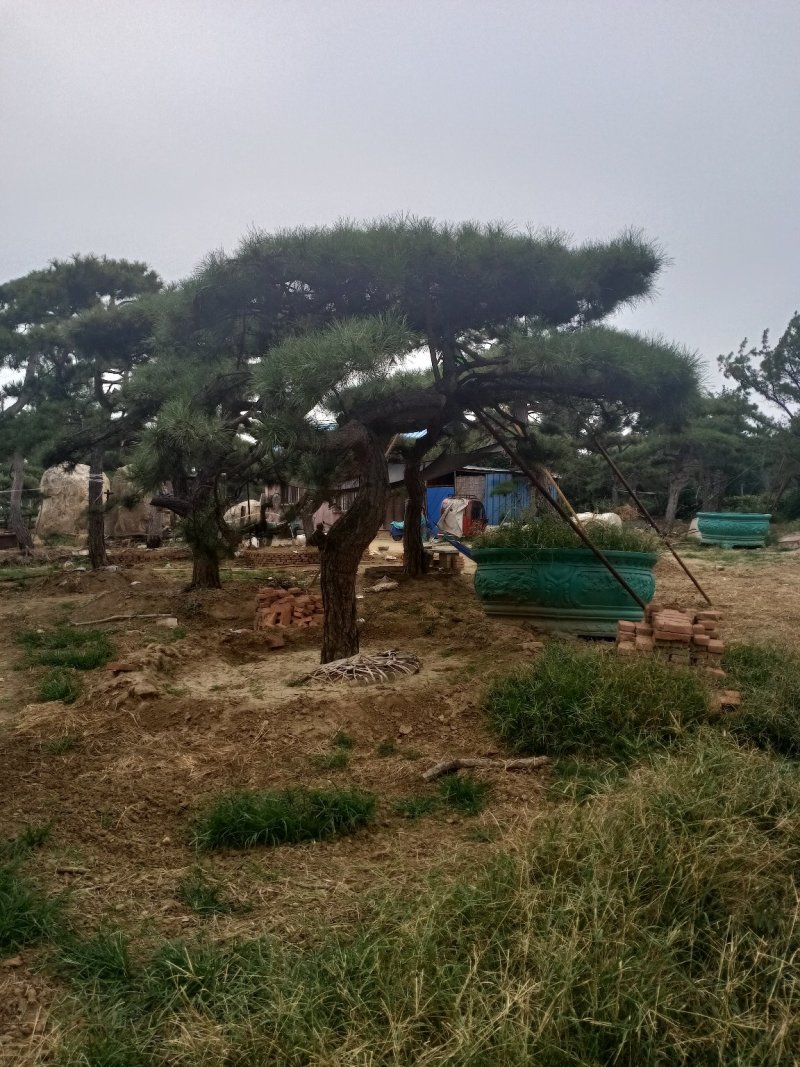 造型松（黑松.油松）