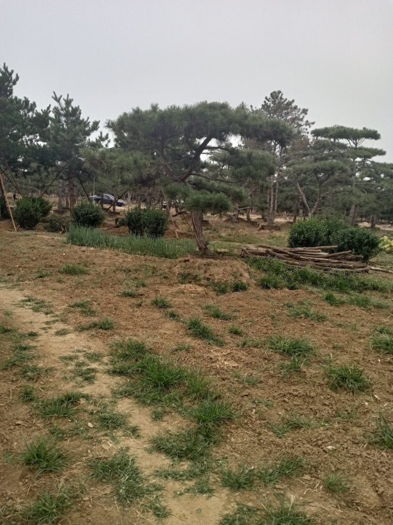造型松（黑松.油松）